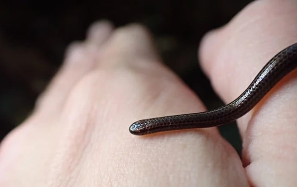 Змія, яку вважали вимерлою, знову з’явилася на Барбадосі