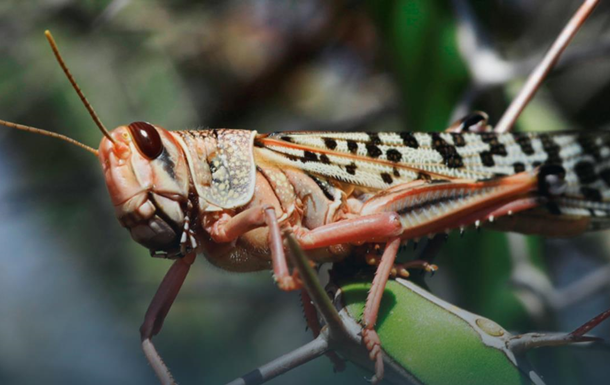Держпродспоживслужба прокоментувала нашестя сарани