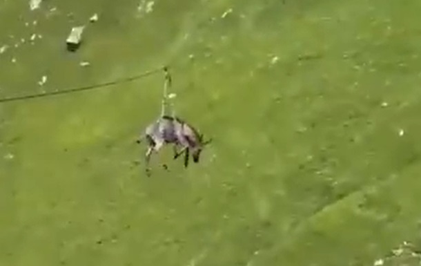 В Росії віслюка запустили на зиплайні зі схилу