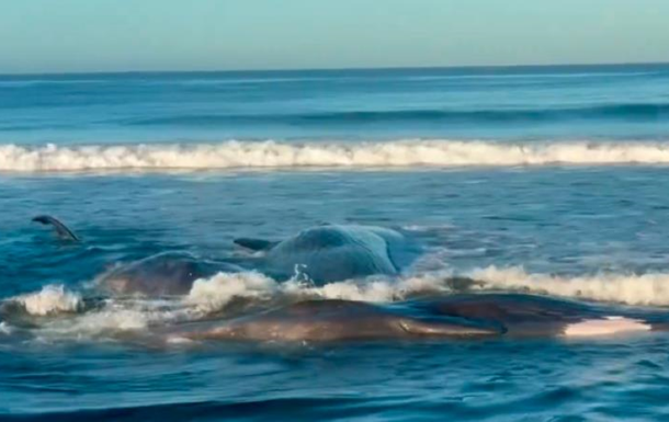 После землетрясения в РФ на берег выбросило китов