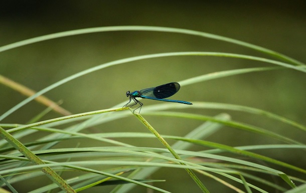 Гороскоп для всех знаков зодиака на 1 августа 2025 года
