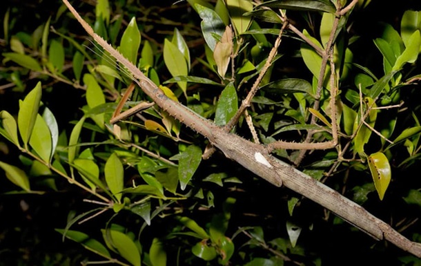 Австралії виявили новий вид комах завдовжки 40 см