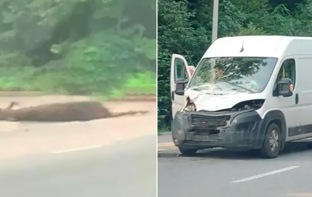 Под Винницей микроавтобус сбил лося