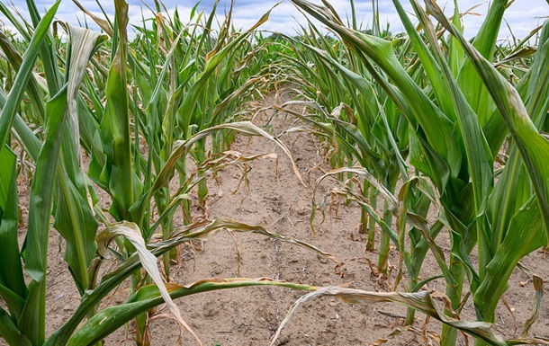 Засуха уничтожила урожай кукурузы и подсолнечника в Николаевской области