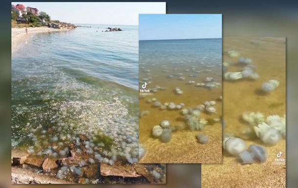 Ситуация в Азовском море близка к экологической катастрофе - ЦПД