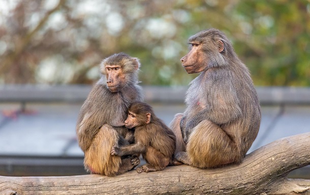У німецькому зоопарку убили 12 бабуїнів через брак місця у вольєрі