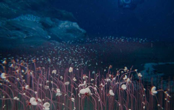 Учёные открыли ранее неизвестную экосистему в Тихом океане