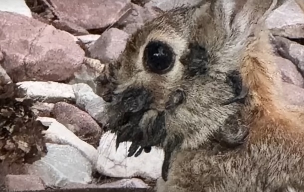 В США появились  кролики-Франкенштейны 