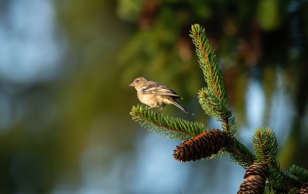 Жара до 35° и местами грозы: погода на выходные