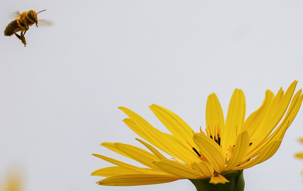 В Україні утримається суха та тепла погода