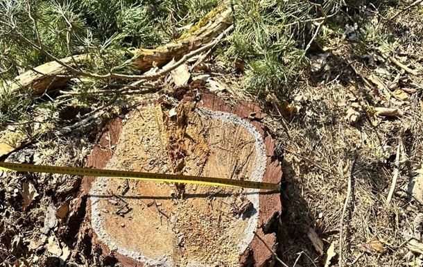 На Львовщине экс-лесничий допустил вырубку почти трех тысяч деревьев