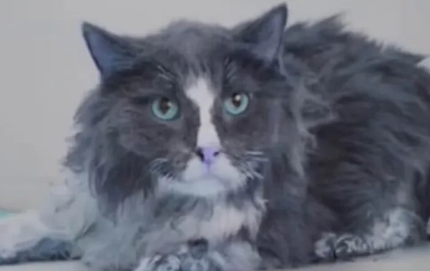 Удар по Києву: з-під завалів врятували шістьох котів