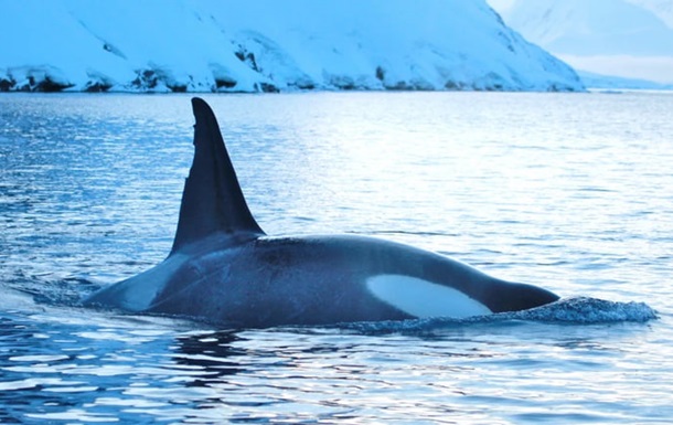 Українські полярники показали косаток біля станції Академік Вернадський