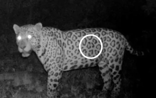 В Бразилии ягуар проплыл более километра