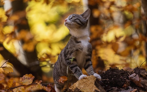 Синоптики спрогнозировали, какой будет погода в октябре