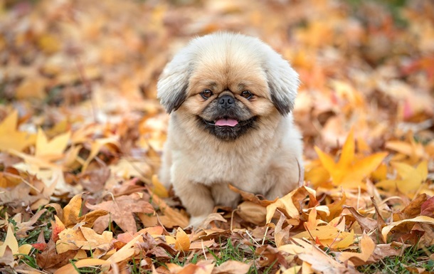 Синоптики рассказали, какой будет погода в Украине 29 сентября