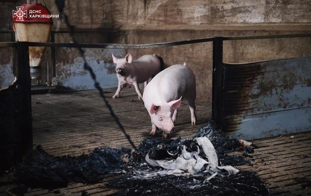 Атака  шахедов : на Харьковщине погибло 13 тысяч свиней