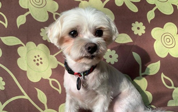 В Киеве будут судить мужчину, который убил собаку