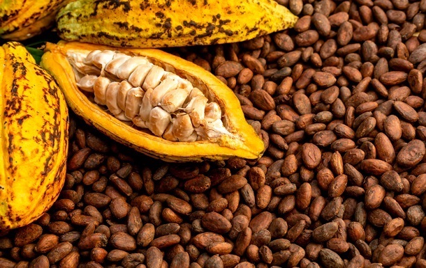 Цена на какао-бобы упала до 20-месячного минимума