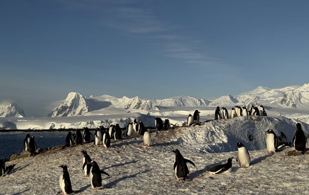 На станцию Академик Вернадский вернулись тысячи пингвинов
