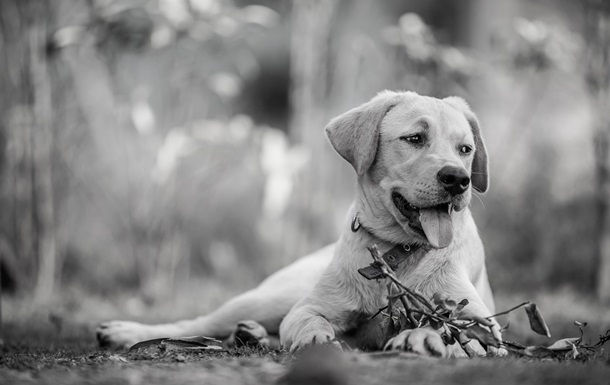  Їдять собак : на Хмельниччині розслідують жорстоке поводження з тваринами