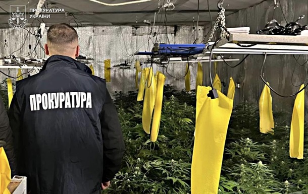 Выращивание конопли в подвале дома: раскрыта группа наркоторговцев