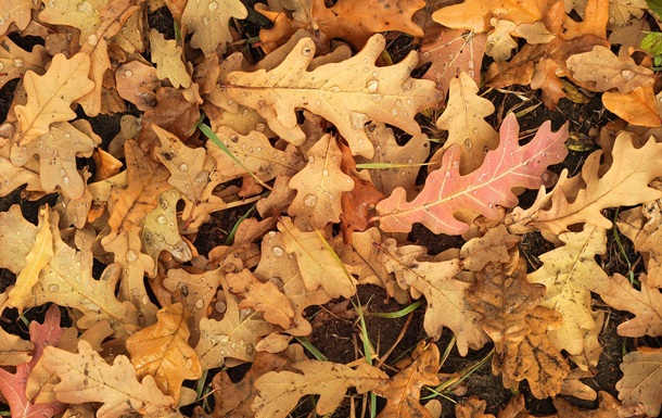 Гороскоп для всех знаков зодиака на 24 октября 2025 года