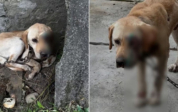 На Закарпатті чоловік тягнув собаку, прив язавши її до мототрактора