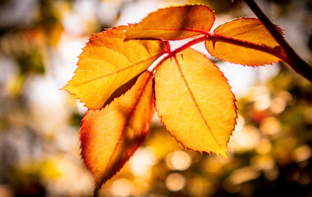 Сухо та тепло: прогноз погоди на початок тижня