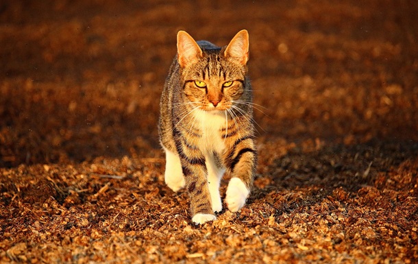 Гороскоп для всіх знаків зодіаку на 7 листопада 2025 року