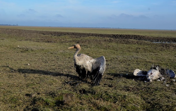 Россияне практически уничтожили Кинбурнскую косу и Асканию-Новую - ВМС