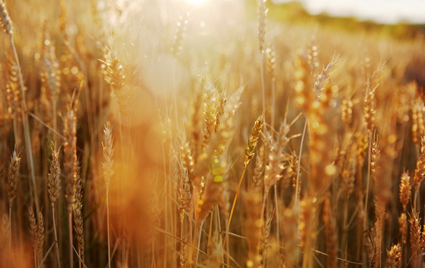 В Украине прогнозируют увеличение урожая на 6%