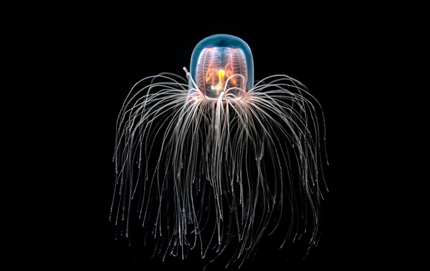 Найдивніші тварини світу