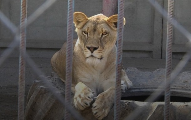У Хмельницькому розшукали двох левиць, які втекли з реабцентру 