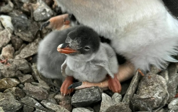 На Галіндезі з’явилися перші пінгвінята сезону