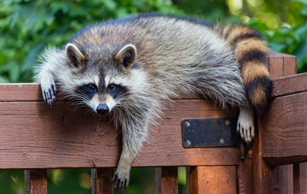 У США п яний єнот влаштував погром в алкомаркеті