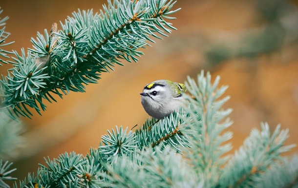Гороскоп для всіх знаків зодіаку на 4 грудня 2025 року