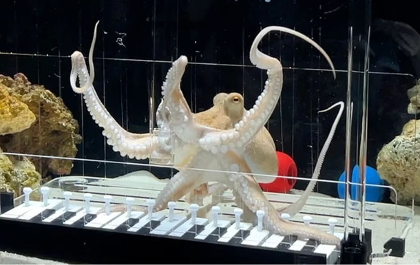 Музыкант из Швеции научил осьминога играть Baby Shark