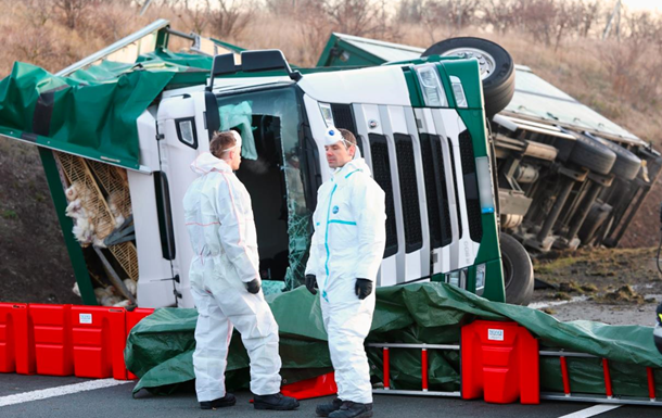 Тисячі курей розбіглися з місця масштабної ДТП у Німеччині