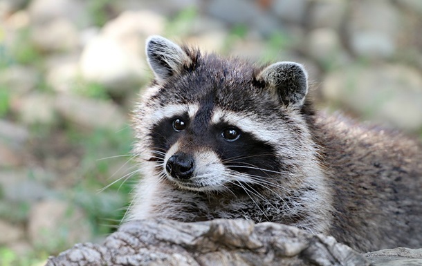  Пьяный енот  из Вирджинии снова вышел на дело и стал легендой