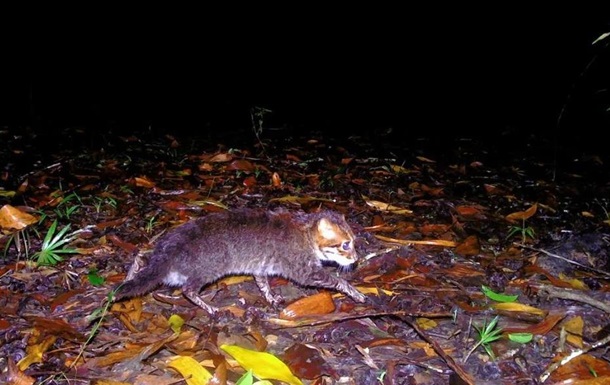 У Таїланді помітили кішку, яка вважалася вимерлою