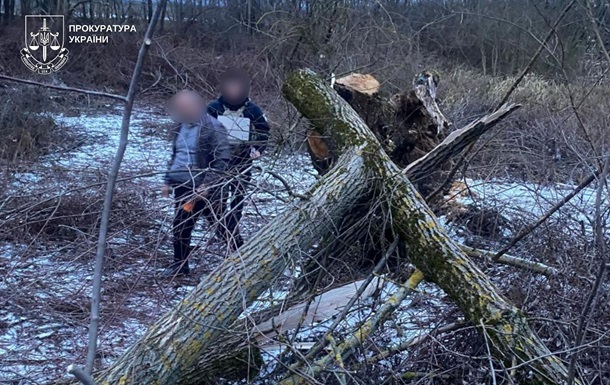 На Закарпатті дерево впало на 8-річну дитину: дівчинка загинула