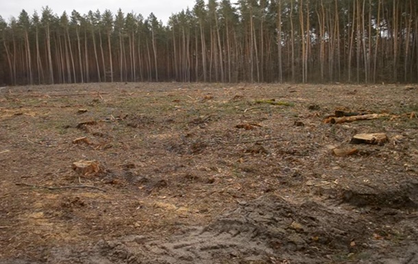 Убытки на 546 млн грн: ГБР выявило сотни преступлений в лесной отрасли