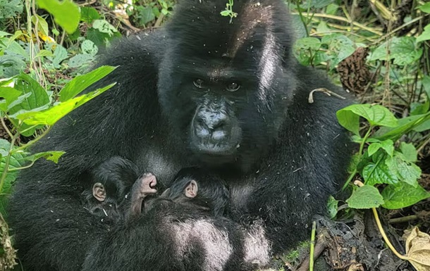У парку Вірунга в Конго народилися рідкісні близнюки гірської горили
