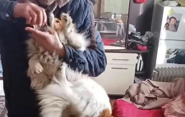 На Львовщине мужчина насильно заставил собак пить алкоголь