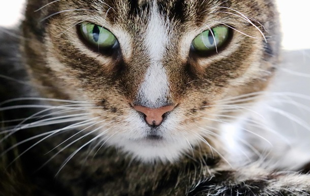 Гороскоп для всіх знаків зодіаку на 27 січня 2026 року