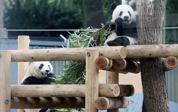 Китай забрал последних панд из Японии: завершилась 50-летняя эпоха
