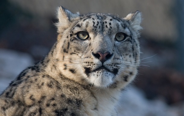 Туристка в Китае пострадала от нападения барса, пытаясь сделать фото