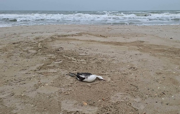 Розлив олії під Одесою призвів до загибелі понад 1000 птахів - еколог