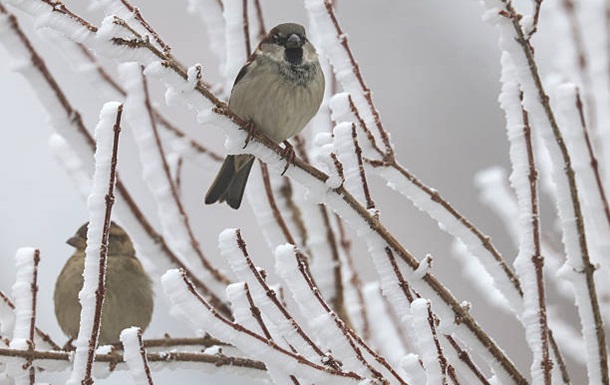 Экстремальные морозы: чего ждать от погоды после выходных